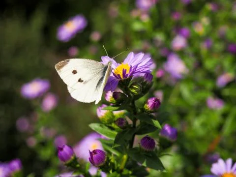 Close up of Large Cabbage White butterfly (Pieris brassicae) eating nectar of Stock Photos