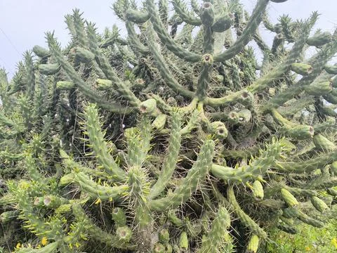 Close-up of a Large Cactus Stock Photos
