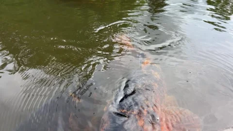Close-Up of Large Carp in Garden Pond – Calm Freshwater Fish Scene Video stock 310492270