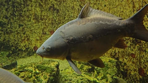 Close up of a large carp in slow motion Stock Footage 295230644