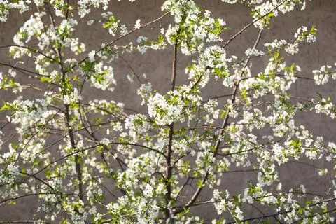 Close-up of a large cherry bush blooming in May 写真素材
