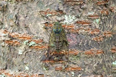 Close up on a large cicada on a tree Photos