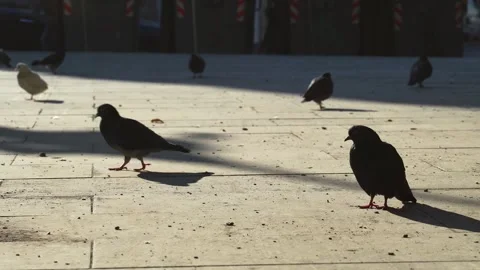 Close-up of a large cluster of pigeons walking pecking crumbs. Wild street birds Stock Footage 268209698
