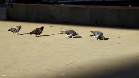 Close-up of a large cluster of pigeons walking pecking crumbs. Wild street birds Stock Footage 268210761