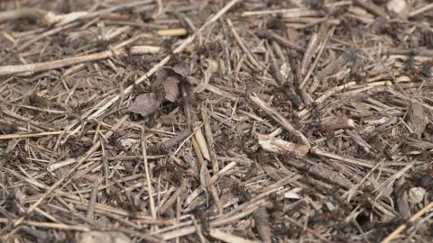 Close-up of large colony of ants in anthill. 4K– 60fps Stock Footage 133413069