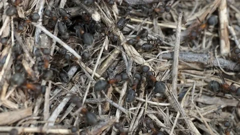 Close-up of large colony of ants in anthill. 4K– 60fps Stock Footage 133413081