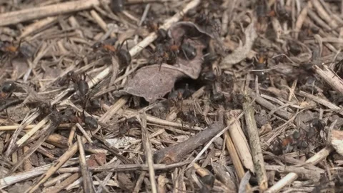 Close-up of large colony of ants in anthill. Camera zooming Stock Footage 133529440