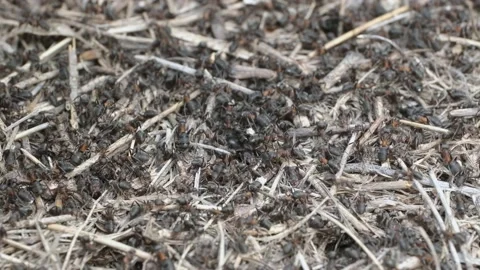Close-up of large colony of ants in anthill. 4K– 60fps Stock Footage 133774053