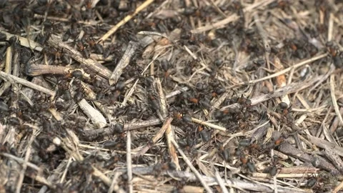 Close-up of large colony of ants in anthill. 4K– 60fps Stock Footage 133774653
