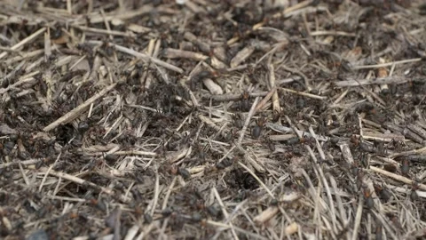 Close-up of large colony of ants in anthill. 4K– 60fps Stock Footage 133777205