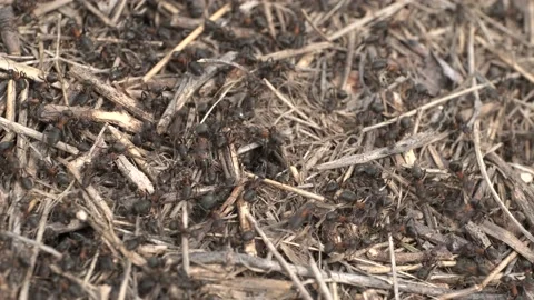 Close-up of large colony of ants in anthill. 4K– 60fps Stock Footage 134463161