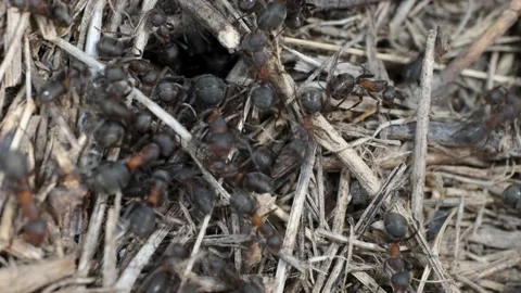 Close-up of large colony of ants in anthill. 4K– 60fps Stock Footage 137097219