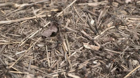 Close-up of large colony of ants in anthill. 4K– 60fps Stock Footage 137097394