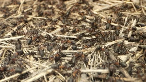Close-up of large colony of ants in anthill. 4K– 60fps Stock Footage 137097935