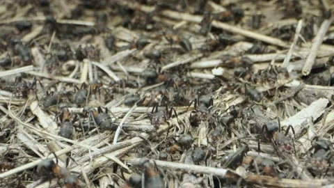Close-up of large colony of ants in anthill. 4K– 60fps Stock Footage 137425103