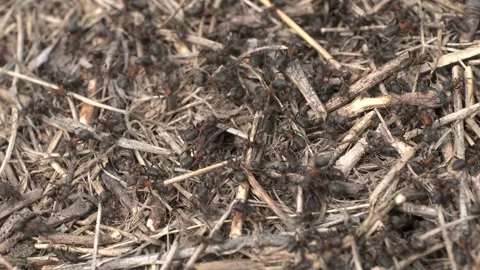 Close-up of large colony of ants in anthill. 4K– 60fps Stock Footage 138001097