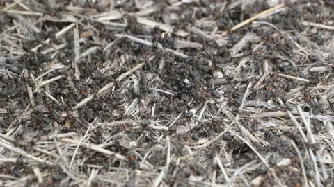 Close-up of large colony of ants in anthill. 4K– 60fps Stock Footage 138292841