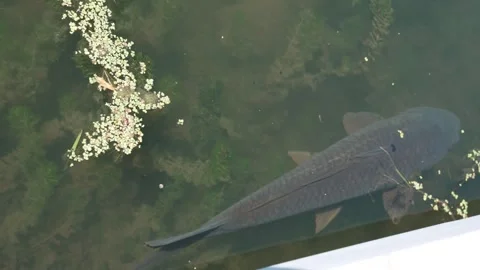 Close-up of a large common carp swimming near the surface of a pond Vídeos de archivo 347664795