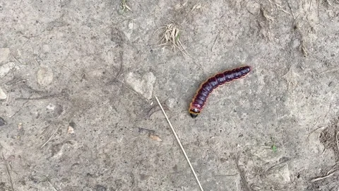 Close-up of a large Cossus cossus caterpillar crawling on stony soil Stock Footage 280493419