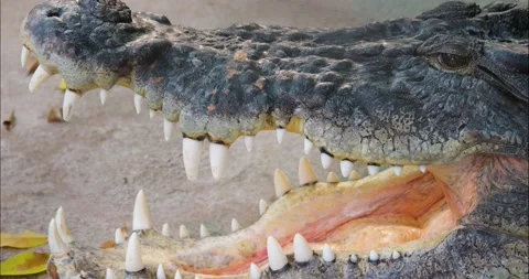 Close up of large crocodile Video stock 233510897