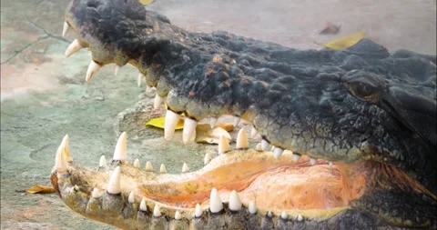 Close up of large crocodile Stock Footage 233510898