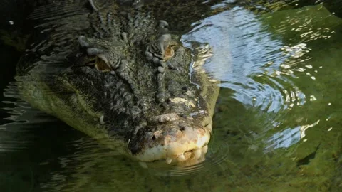 Close up of large Crocodile Stock Footage 239786086