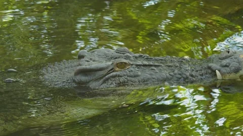 Close up of a large Crocodile Stock Footage 239788922