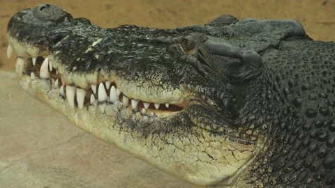 Close up of a large Crocodile Stock Footage 239833566