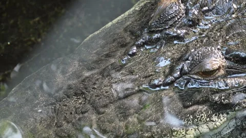 Close up of a large Crocodile head Stock Footage 278010984