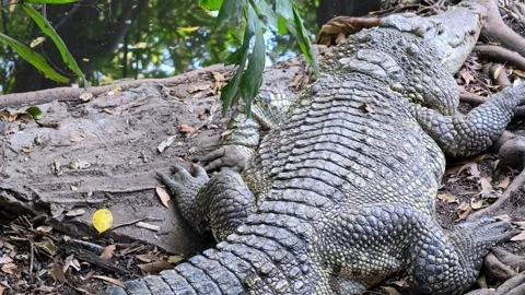 Close-up large crocodile resting on muddy bank of a pond. Video stock 301466382