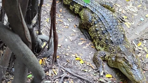 Close-up large crocodile resting on muddy bank of a pond. Stock Footage 301468672