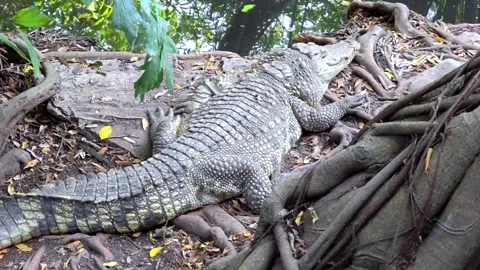 Close-up large crocodile resting on muddy bank of a pond. Stock Footage 301720484