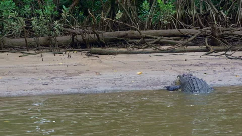 Close-Up of Large Crocodile Resting on Sandy Swamp Bank Stock Footage 314919739