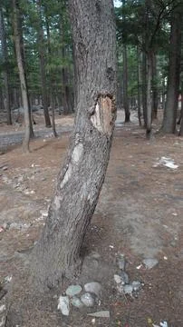 Close-up of a large curved pine tree trunk with a hole, scattered rocks. Stock Photos