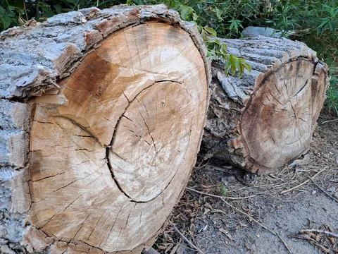 Close Up of Large Cut Tree Logs Showing Wood Texture and Growth Rings Stock Photos