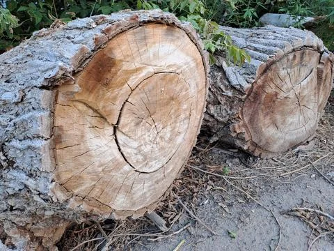 Close Up of Large Cut Tree Logs Showing Wood Texture and Growth Rings Stock Photos