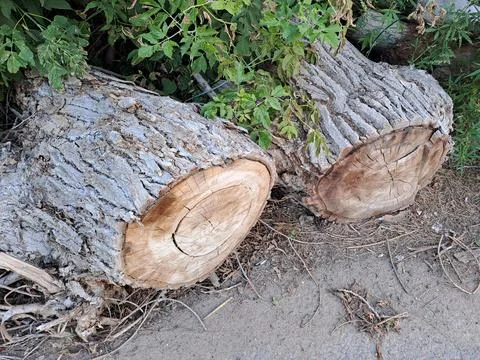 Close Up of Large Cut Tree Logs Showing Wood Texture and Growth Rings Stock Photos