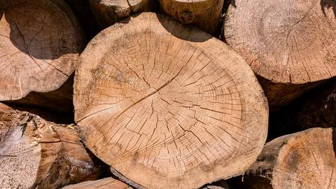 Close-up of large cut tree trunks in sunlight. Stock Photos