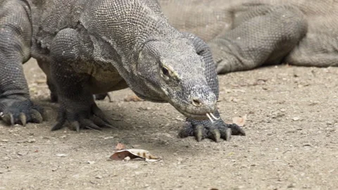 Close up of Large dangerous Komodo dragon in slow motion. Indonesia Stock Footage 174925099