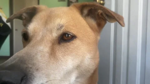 Close up of a large dog looking out a door 動画素材 152829459