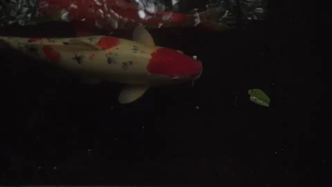 Close up of a Large domesticated Koi fish, feeding off the waters surface Stock Footage 162154791