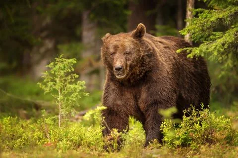 Close up of a large dominant brown bear male in Finland Stock Photos