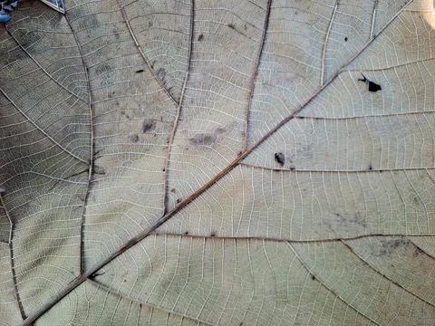 Close up of a large dried teak leaf showing intricate vein patterns. Foto stock