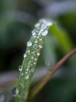 Close-up of large drops of dew on a blade of grass. Morning in the meadow Stock Photos