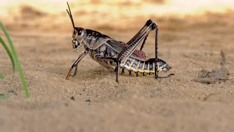 Close up of large Eastern Lubber Grasshopper standing on sand Stock Footage 134728191