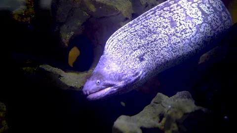 Close up of a large eel moving around Stock Footage 297022727