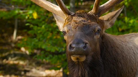 Close up of large Elk with antlers Stock Footage 62651914