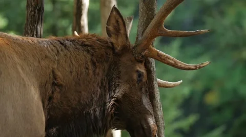 Close up of large Elk sharpening antlers on a tree Video stock 62651926