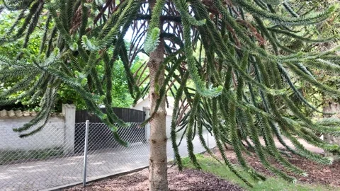 Close of large evergreen tree beside fence, paved lane, residential — Visby Видео 347670868