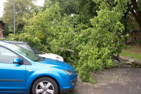 Close up of a large fallen tree that almost crushed a car Stock Photos
